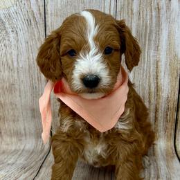 Peach Male - Apricot male Goldendoodle puppy in Great Falls, Montana from Montana Goldendoodles
