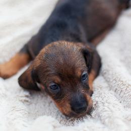 Sobble - Wild boar female Dachshund puppy in Tampa, Florida from EntityDachs