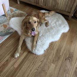 Golden Retriever All Grown Up from Sun Ridge Goldens