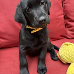 Girl 1 - Black female Labrador Retriever puppy in Holly Springs, North Carolina from Winter Creek Labradors