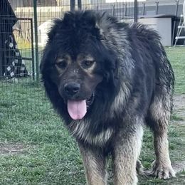 Drago - Caucasian Shepherd Dog