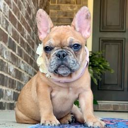 Sis - Brindle female French Bulldog puppy in Willis, Texas from Maranda Cianceruso