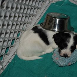 Havanese Puppies from Selah Havanese