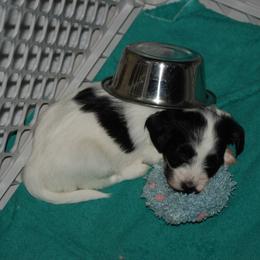 Havanese Puppies from Selah Havanese