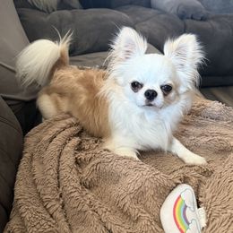 Benny - Chihuahua
