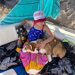 Dachshund and Pembroke Welsh Corgi Puppies from Kendaline Kennels