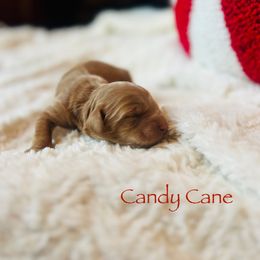 Candy Cane - Buff female Cockapoo puppy in Alexandria, Alabama from Bright and Beautiful Cockapoos and Doodles
