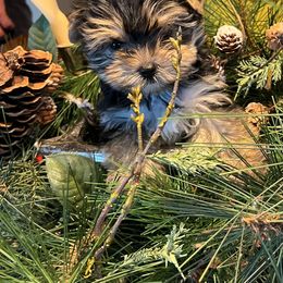 Yorkshire Terrier Puppies from Jeff's Yorkshire Terriers