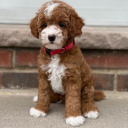 Idris - Red  male Poodle puppy in Belleville, New Jersey from TK Poodles