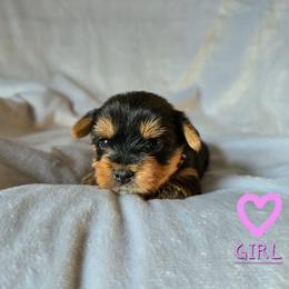 Rosie - Black and gold female Yorkshire Terrier puppy in Nitro, West Virginia from Kathryn's Yorkies