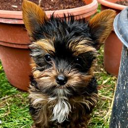 Green Boy - Black and tan Yorkshire Terrier puppy in San Antonio, Texas from CISCOK9