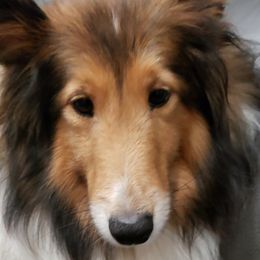 Noelle - Shetland Sheepdog