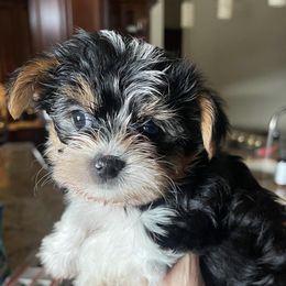 Yorkshire Terriers from Sandra's Pups