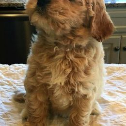Australian Labradoodle Puppies from Cabin Hill Labradoodles