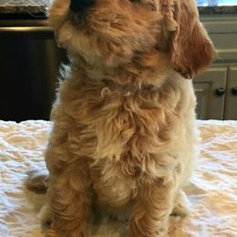 Australian Labradoodle Puppies from Cabin Hill Labradoodles