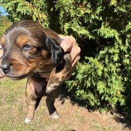 Douglas - Red male Dachshund puppy in Rhode Island from FOSTERS FRENCHIES and DACHSHUNDS