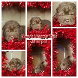 Will - Brown male Chinese Shar-Pei puppy in Minden, Louisiana from Zoey's Waggly Tails