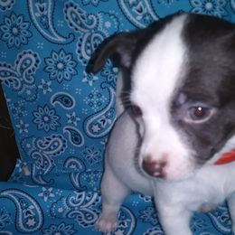 Chihuahuas and Shih Tzus from Magnolia Farm's LLC