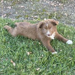Jack Daniels - Red & white male Miniature Australian Shepherd puppy in California from Eagle River Aussies
