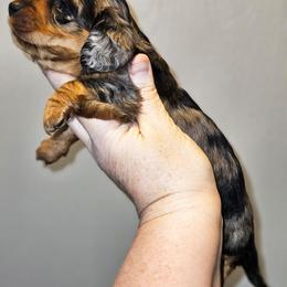 Girl 2 - Dapple female Dachshund puppy in Lansing, Michigan from Black Thunder 517 Cane Corso and Dachshunds