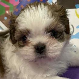 Shih Tzus from Patricia's Adorable Shih Tzu