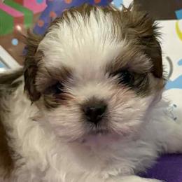 Shih Tzus from Patricia's Adorable Shih Tzu