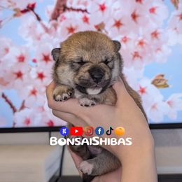 MOCHI - Red female Shiba Inu puppy in Minnesota from BonsaiShibas