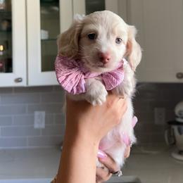 Snow Pea - Cream female Dachshund puppy in Summerfield, Florida from Dachshundly Perfect