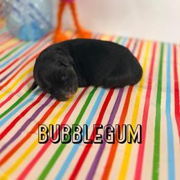 Bubblegum - Black tri-color female Australian Shepherd puppy in Jena, Louisiana from Diamond 5 Aussies