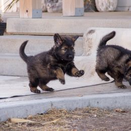 German Shepherd Puppies from Journey's German Shepherds (Kennel Vom Himmel)