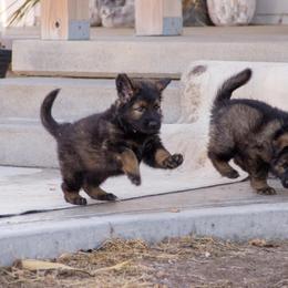German Shepherd Puppies from Journey's German Shepherds (Kennel Vom Himmel)