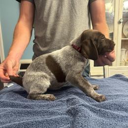 Maroon girl - Liver roan female German Shorthaired Pointer puppy in Sylvania, Alabama from Turner’s Delightful Dachshund Farm & German Short Hair Pointers