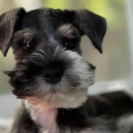 Miniature Schnauzers from Hammond's Mini Schnauzers