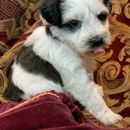 Tofu - Parti female Miniature Schnauzer puppy in Kentucky from Mrs Bs Teeny Schnauzers & Doodles