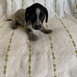 Dachshund Puppies from Destiny's Dachshunds