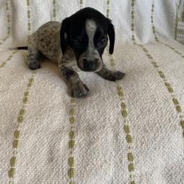 Dachshund Puppies from Destiny's Dachshunds