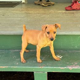 Video Remy - Red male Miniature Pinscher puppy in Eatonton, Georgia from TNT Puppies