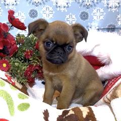 Belge, Smooth Coated Casper - Belge male Brussels Griffon puppy in Arizona from Melody Lane Brussels Griffons