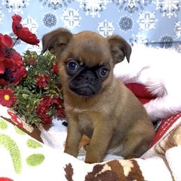 Belge, Smooth Coated Casper - Belge male Brussels Griffon puppy in Arizona from Melody Lane Brussels Griffons