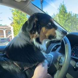 Australian Shepherd All Grown Up from Raven Creek Farms