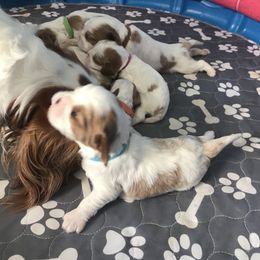 Cavalier King Charles Spaniel Puppies from Christina’s Cavaliers