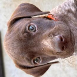 German Shorthaired Pointers from H & J Farms