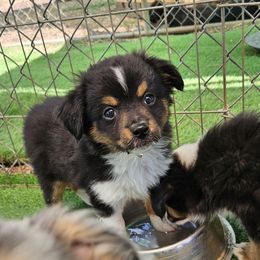 Fez - Black tri male Toy Australian Shepherd puppy in Snowflake, Arizona from Halfpint Aussies