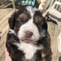 Aussiedoodle Puppies from Ohana Companions