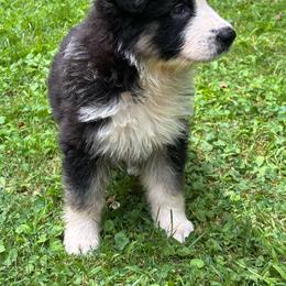 Panda 1 - Panda female German Shepherd puppy in Lordstown, Ohio from Jewels German Shepherd