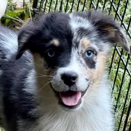 Rune - Blue merle male Miniature Australian Shepherd puppy in Patterson, North Carolina from DreamLine Aussies