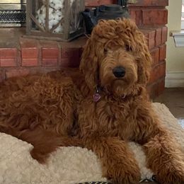 Willow - Goldendoodle