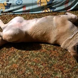 Holly - Akita