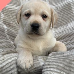 Light pink - Yellow female Labrador Retriever puppy in Wilson’s, Virginia from Cedar Hill Farm Labradors