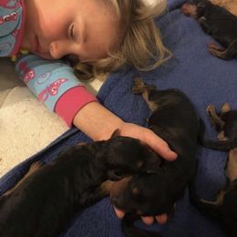 Airedale Terrier Puppies from Beitzel Airedales